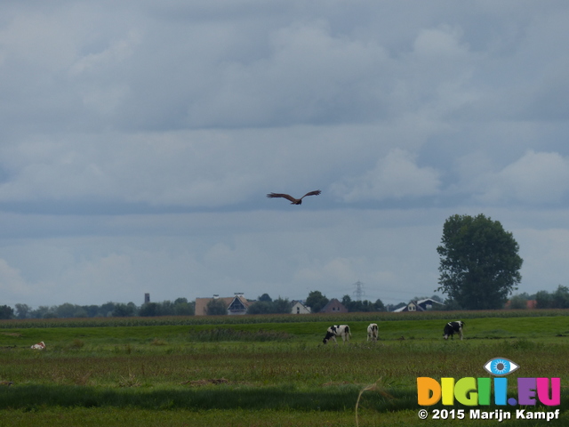 FZ020192 Marsh Harrier (Circus aeruginosus)